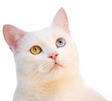 Ilustración de un gato para las sesiones subsiguientes