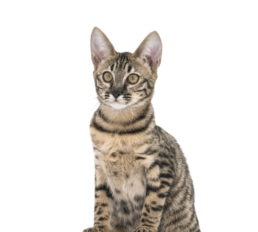 Ilustración de un gato para la duración de las sesiones